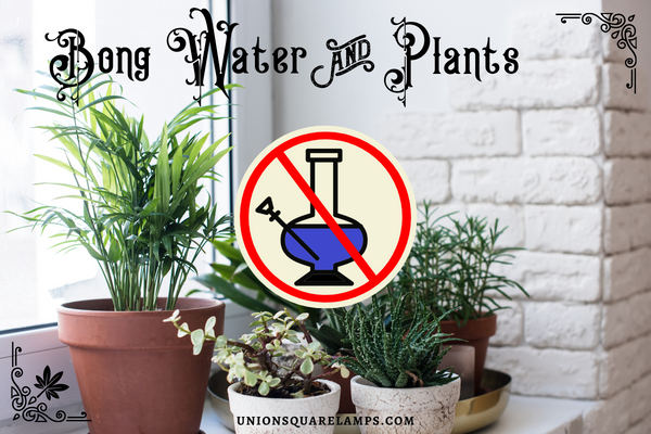 Bong Water and houseplants