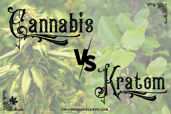 Kratom vs cannabis cover